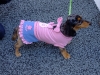 dachsund-in-pink