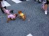 ginza-dog-fashion