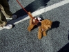 poodle-in-a-sauve-jacket